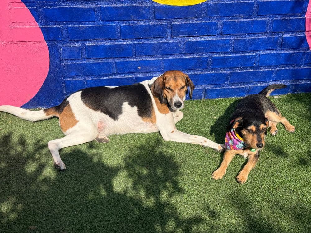 Dos perros jugando en el pasto frente al muro de colores de la casa