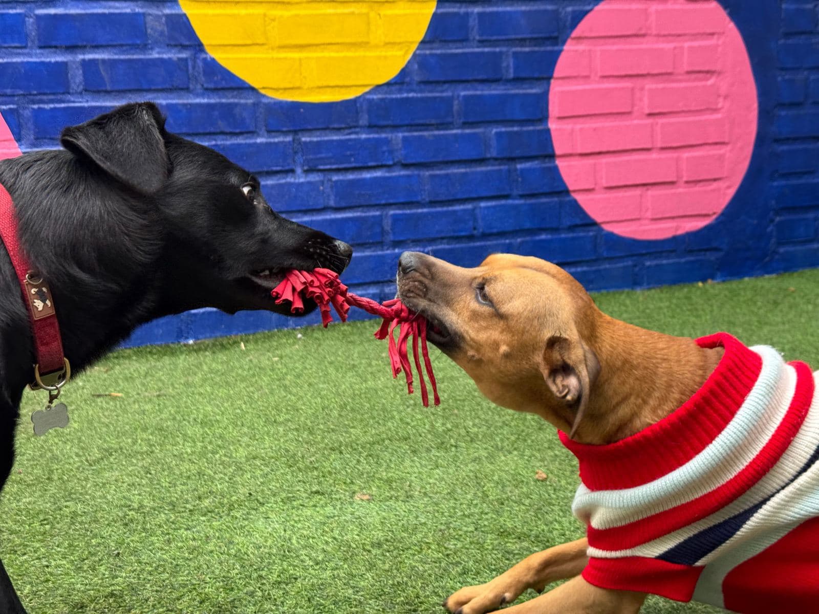 Dos perros jugando con un juguete de cuerda en el patio de La Patoteca
