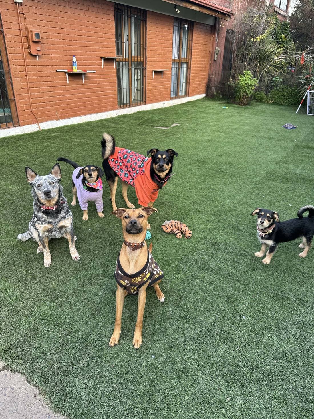 Varios perros sueltos en el patio de la casa