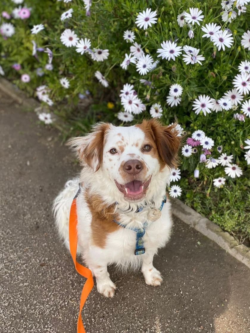 Perro recién bañado sentado entre flores