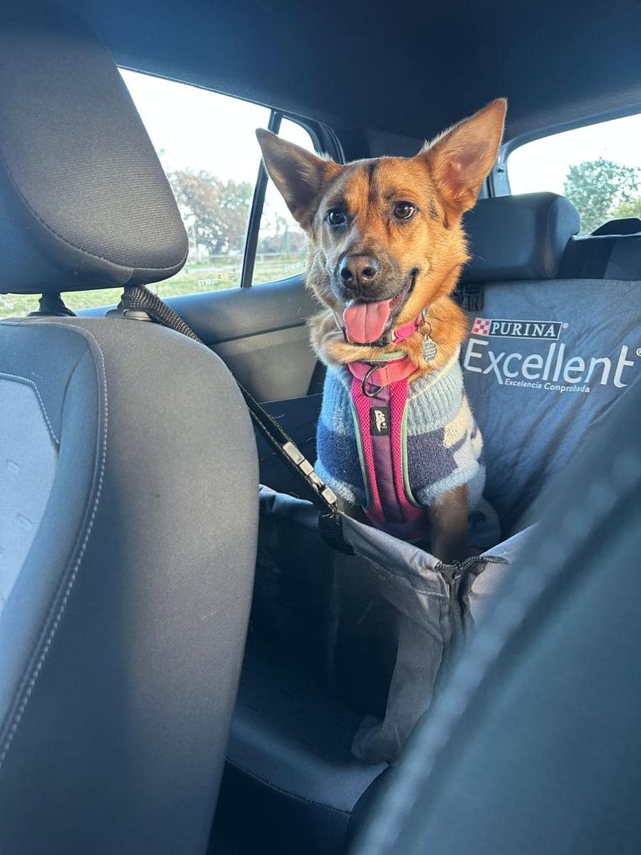 Perro con arnés y cinturón de seguridad en el asiento del auto